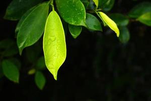 concetto di giornata mondiale dell'ambiente foglia verde sullo sfondo foto