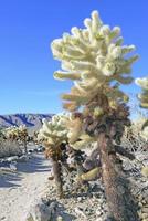 cholla cactus, parco nazionale di joshua tree foto