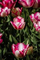 mix di tulipani colorati rossi e bianchi foto