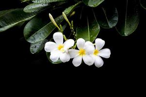 fiori di plumeria su uno sfondo scuro foto