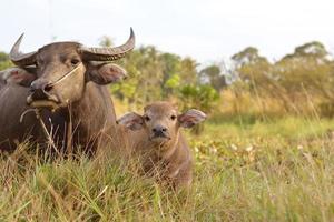 bufalo e madre sul prato foto