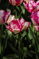 mix di tulipani colorati rossi e bianchi foto