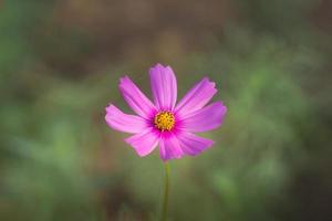 fiori dell'universo che fioriscono nel giardino foto