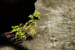 pianta di felci che si posa su un pavimento di cemento con la luce del sole nel giardino foto
