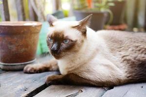 il gatto siamese si rilassa sul pavimento di legno con la luce solare nel naturale del giardino foto