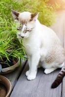 gatto grigio rilassarsi e mangiare erba erba in giardino foto