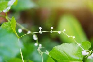 piccoli fiori bianchi che sbocciano e freschi con rugiada gocce d'acqua dopo la pioggia con la luce del sole nella foresta pluviale foto