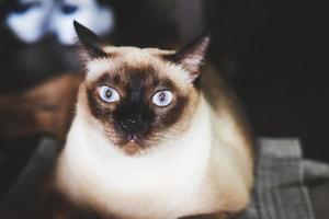 gatto siamese con gli occhi azzurri seduto sul pavimento foto