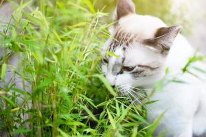 gatto grigio rilassarsi e mangiare erba erba in giardino foto