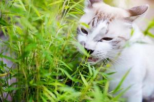gatto grigio rilassarsi e mangiare erba erba in giardino foto