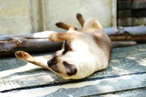 il gatto siamese si rilassa sul pavimento di cemento con la luce del sole in giardino naturale foto