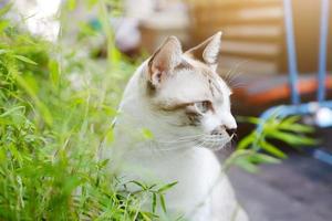 gatto grigio rilassarsi e mangiare erba erba in giardino foto