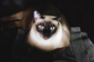 gatto siamese con gli occhi azzurri seduto sul pavimento foto