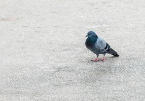il piccolo piccione nel parco foto