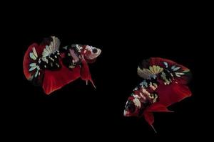 un paio di pesci betta è rosso dominante con un motivo bianco foto