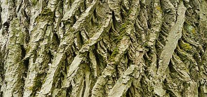 struttura della vecchia corteccia di pioppo. fondo in legno naturale foto