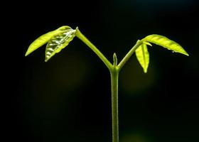 gemme di foglie di giovani piante che seminano nella foresta foto