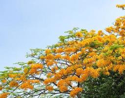 albero di fiori di pavone foto