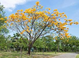 albero di fiori di pavone foto