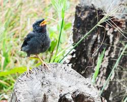 giovane uccello myna foto