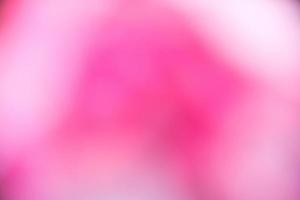 sfondo sfocato rosa del roseto. foto