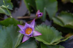 piante di fiori di loto e fiori di loto foto