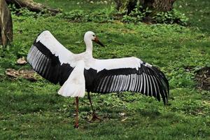 un primo piano di una cicogna bianca foto