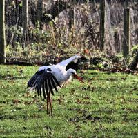 un primo piano di una cicogna bianca foto