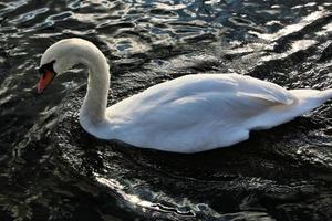 un primo piano di un cigno reale foto