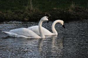 un primo piano di un cigno trombettista sull'acqua foto