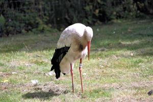 un primo piano di una cicogna bianca foto