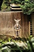 un primo piano di una zebra foto