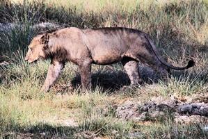 un primo piano di un leone africano foto