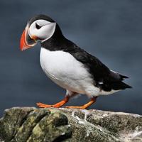 un primo piano di una pulcinella di mare sulle isole farne foto