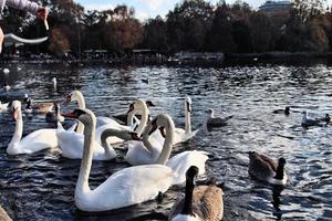 una vista di alcuni cigni e anatre a wwt martin mere foto