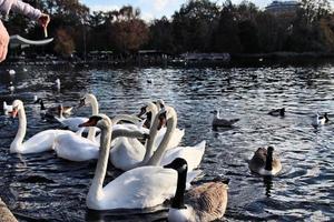 una vista di alcuni cigni e anatre a wwt martin mere foto