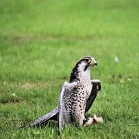 un primo piano di un falco lanario foto