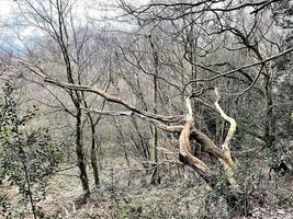 una vista della campagna del Cheshire a Peckforton Hills foto