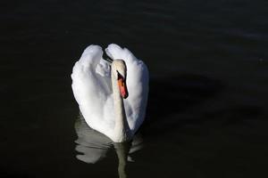 un primo piano di un cigno reale foto