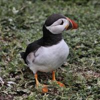 un primo piano di una pulcinella di mare sulle isole farne foto