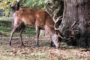 un primo piano di un cervo foto