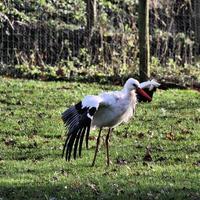 un primo piano di una cicogna bianca foto