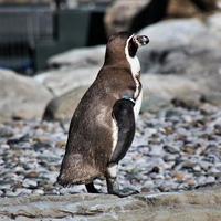 un primo piano di un pinguino foto