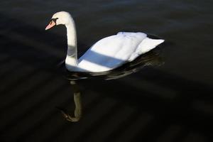 vista di un cigno reale foto