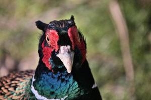 un primo piano di un fagiano foto