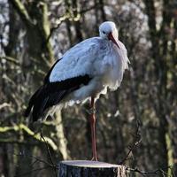 un primo piano di una cicogna bianca foto