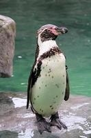 un primo piano di un pinguino foto