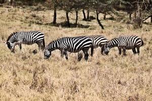 un primo piano di una zebra foto