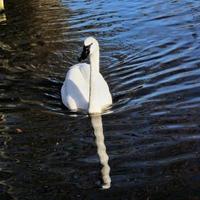 un primo piano di un cigno trombettista sull'acqua foto