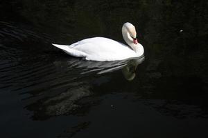 vista di un cigno reale foto